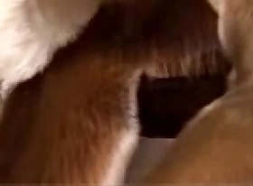 एक रैपोसा ईओ कैवलो